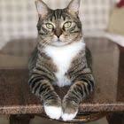 Cats Cat Catsofinstagram Of Catstagram Instagram Instacat Catlover Meow Kitten Pets Kitty Catlovers Catoftheday Kittens Love World Kedi Oteller