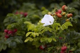 Info buy roseraie de l'hay $ 18.95. Fertilizing Rugosa Roses Cromalinsupport