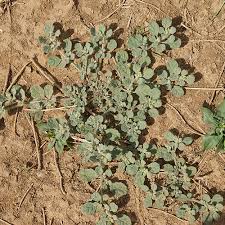 Image result for Glinus lotoides