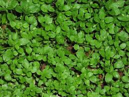 Image result for Stellaria