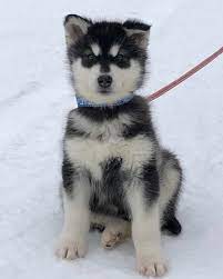 Malamute De L Alaska Malamute De L Alaska Malamute Chien