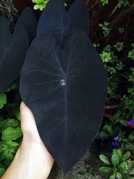Elephant ears black magic is one of the most spectacular colocasia plants ever introduced. Vr Zone This Black Leaf Of Colocasia Esculenta Black Magic Plants Goth Garden Gothic Garden