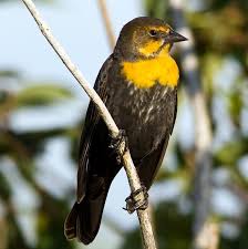 Yellow Birds Of Southern Arizona Yellow Headed Blackbird Xanthocephalus Xanthocephalus Female With Very Pointy Bill Black Bird Grackle Passerine Bird