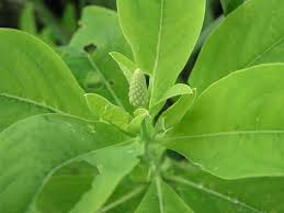 Image result for Sphenoclea zeylanica