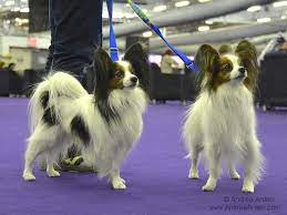 Pin On Dog Breeds