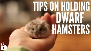 Maybe you would like to learn more about one of these? Hamster Facts For Kids Cool Kid Facts