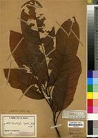 Image result for Buchholzia