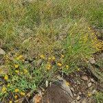 Image result for Emilia discifolia