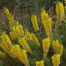 Image result for Lebeckia linearifolia