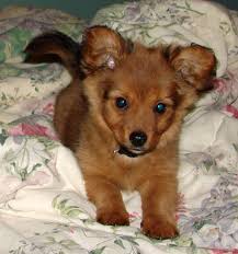 Pomeranian Chihuahua Mix Black And Brown My Nutmeg Pomeranian Mix Pomeranian Chihuahua Mix Beautiful Dogs
