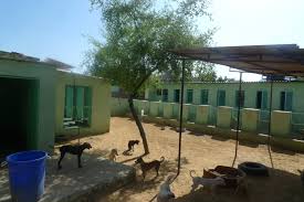 Pet adoption saves the lives of homeless dogs and cats. Build 27 Rescue Kennels For Stray Dogs In India Globalgiving