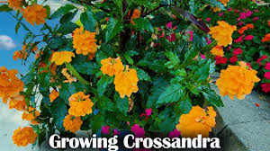 Image result for Crossandra puberula