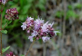 Image result for Origanum