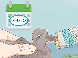 We did not find results for: Easy Ways To Feed A Baby Pigeon 12 Steps With Pictures