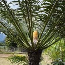 Image result for Cycas thouarsii