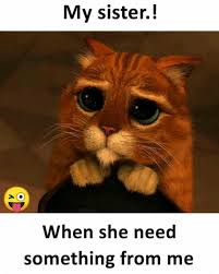 Asma Mujeer Funny Animal Pictures Funny Cats Cat Wallpaper