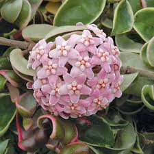 Plant lovers, you've found your haven. Variegated Hindu Rope Hoya Carnosa Crispa Variegata
