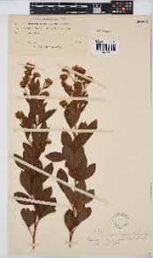 Image result for Pearsonia cajanifolia