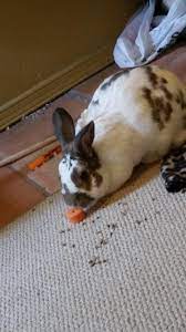 We used to raise rabbits in a colony situation( not in little cages) and offered them a redmond salt rock that you can find in a lot of feed stores these days. He Likes His New Salt Lick Rabbits