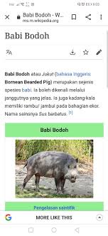 Tentu seorang jurnalis harus bisa memahami mana kata yang tidak sesuai eyd untuk tidak dimunculkan di tulisannya atau bahasa gaul yang memang. Dalam Kalangan Keluarga Babi Ada Lagi Yg Paling Hina 9gag
