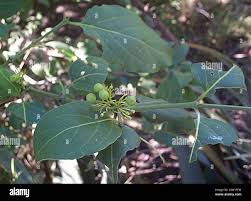 Image result for Afrocanthium mundianum