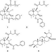 Image result for Premna schimperi