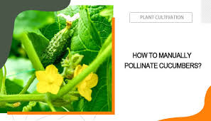 Image result for how to self pollinate cucumbers