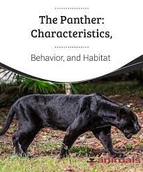 the panther characteristics behavior and habitat the panther is one of the most intriguing and elegant animals that black panther habitat habitats panther