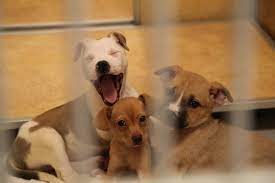 Both of hstt's locations — in truckee and south lake tahoe — have been closed due to the… Partnership With The Lake Tahoe Humane Society And The El Dorado Animal Shelter Tahoe Production House