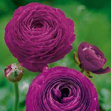 25 Ranunculus Purple Shades Bulbs Bulbs 3 Get 4th Free Etsy In 2021 Ranunculus Flowers Persian Buttercup Bulb Flowers