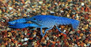 Electric blue crayfish tank mates. Freshwater Invertebrates For Aquariums Shrimp Lobster Snails