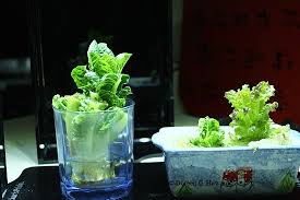 I planted it in a container after it looked like it was growing good. Growing Lettuce From Stems In Water The Old Farmer S Almanac