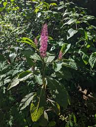 Image result for Phytolacca