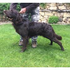 Image result for německý ohař dlouhosrstý