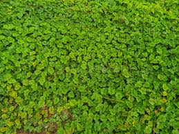 Image result for Merremia emarginata