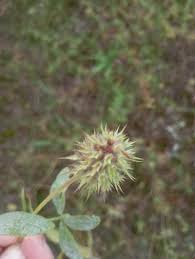 Image result for Trifolium squarrosum