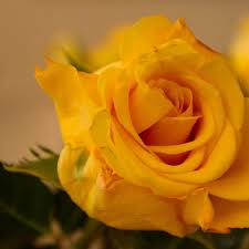 صورة وردة صفراء حلوة Yellow 4k Rose Wallpaper صور ورد وزهور Rose Flower Images