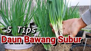 Tipe benih yg ditanam & pupuk yg difungsikan relatif sama. Cara Tanam Bawang Putih Hidroponik Edukasi Lif Co Id