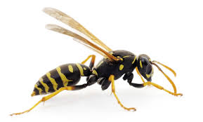 Want to schedule a termite consultation or request pest control service, get in touch with arrow termite & pest control today and let us help! Pest Control Treatments Moxie Pest Control Groupon