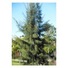 Image result for Casuarina