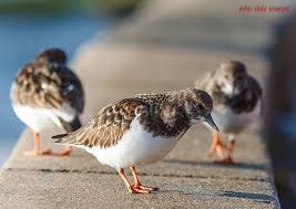 Turnstones On Seawall Southend On Sea Essex Southend On Sea Southend Sea Birds