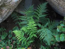 Image result for Athyrium newtonii