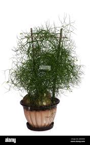 Image result for Bowiea volubilis