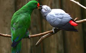 See full list on lafeber.com Eclectus African Grey Parrot Animals Kissing Parrot Wallpaper Parrot
