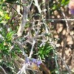 Image result for Felicia muricata