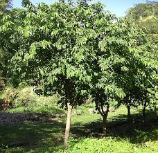 Image result for Annona muricata
