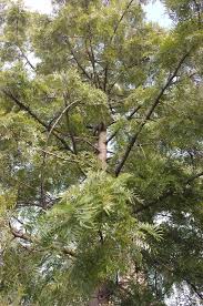 Maybe you would like to learn more about one of these? Southern Silky Oak In Lower Road By The Police Station In Rotherhithe England United Kingdom