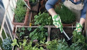Check spelling or type a new query. Start An Herb Garden With These Herbal Basics Hobby Farms