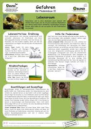 Fledermause Fledermaus Lebensraum Tiere