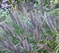 I planted two of these five years ago. Moudry Black Fountain Grass Pennisetum 1 Gallon Ornamental Grass Perennial Perennial Grasses Gardener Direct